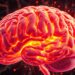 Brain