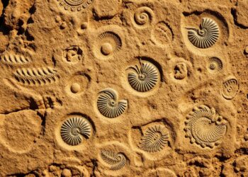 Fossils