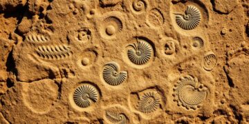 Fossils
