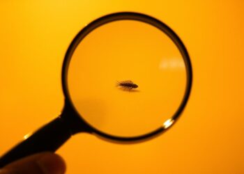 Magnifying Glass