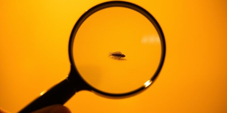 Magnifying Glass