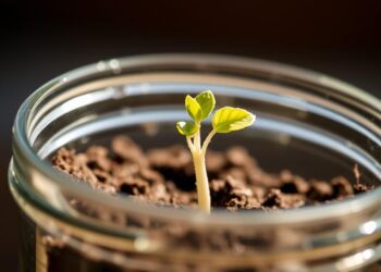Plant Experiment