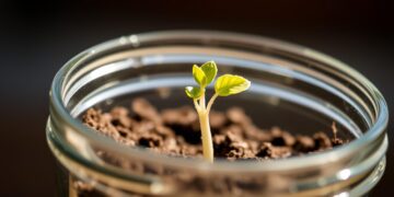 Plant Experiment