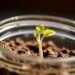 Plant Experiment