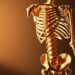 Skeleton